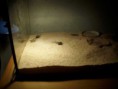 /album/nase-male-agamy-modre-na-predaj-od-1-6-2012/k800-img-1349-jpg/