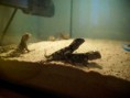 /album/nase-male-agamy-modre-na-predaj-od-1-6-2012/k800-img-1359-jpg2/