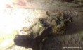 /album/nase-mlade-trosku-starsie-a-uz-vsetky-predane-o-posledne-fotky/k800-1-imag0558-jpg/